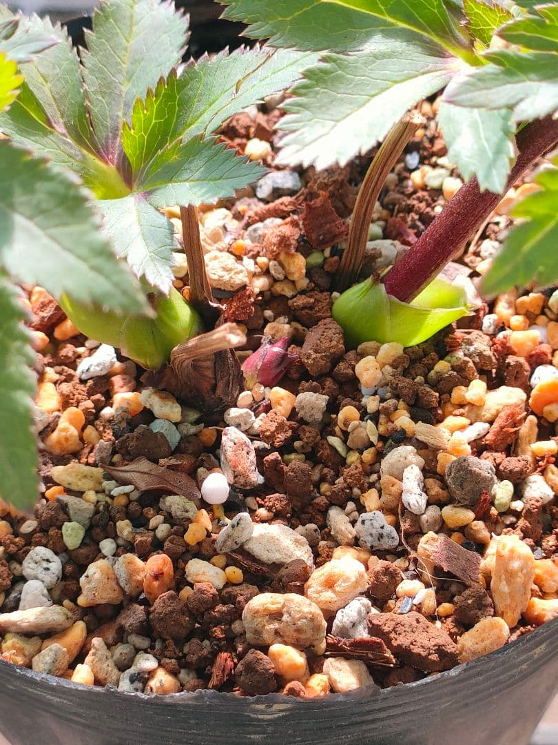 クリスマスローズ　苗