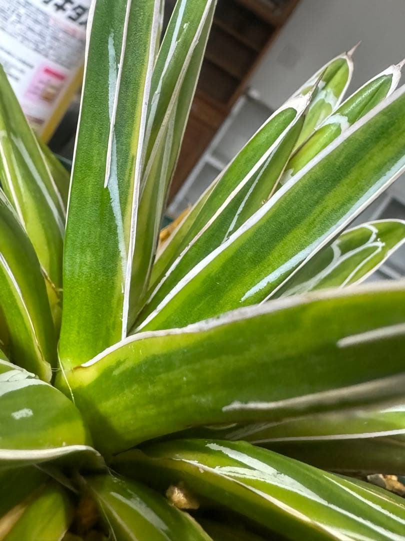 Agave victoriae-reginae 「special」 235