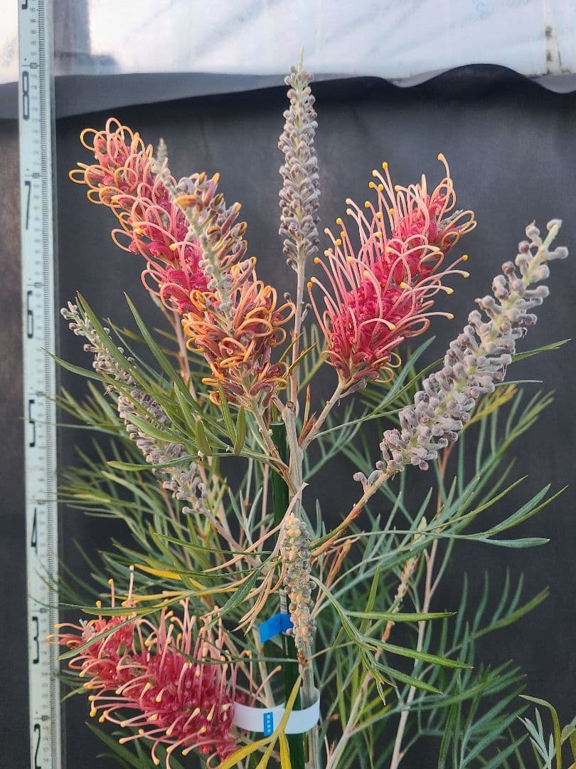 【花芽付き・大株】グレビレア ピンクサプライズ 7号鉢 高さ約180cm 希少