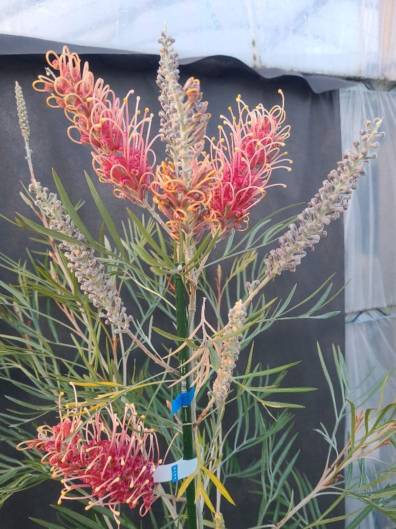 【花芽付き・大株】グレビレア ピンクサプライズ 7号鉢 高さ約180cm 希少