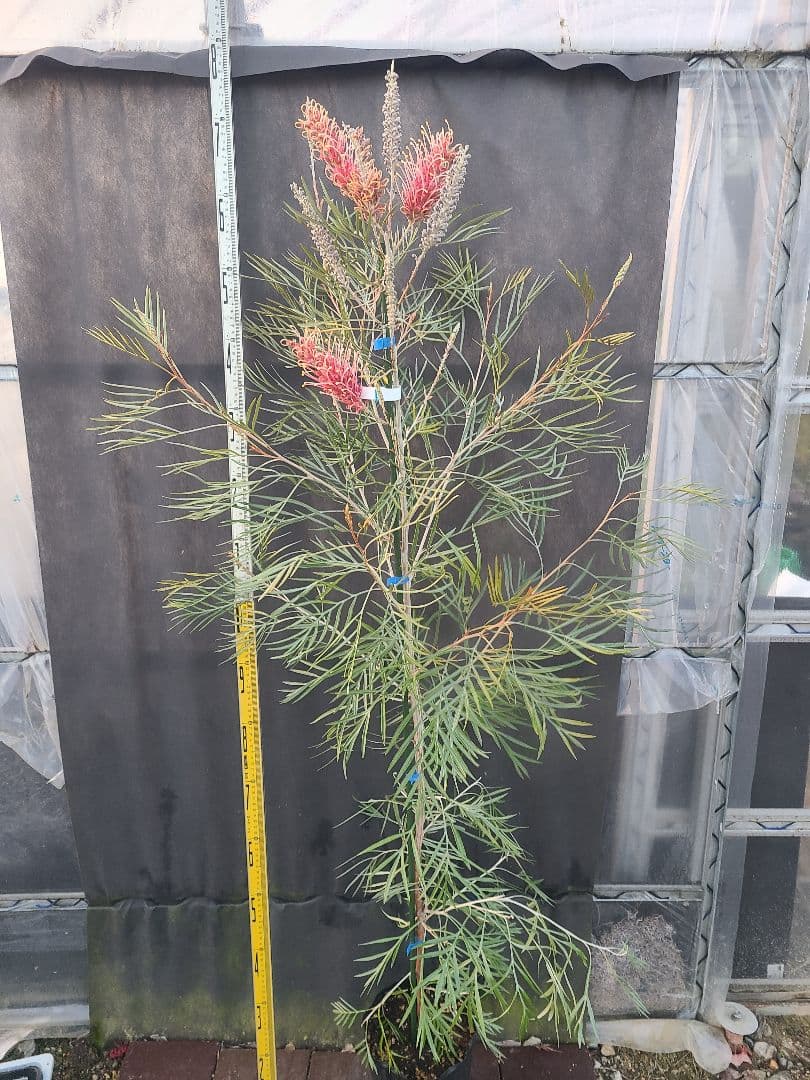 【花芽付き・大株】グレビレア ピンクサプライズ 7号鉢 高さ約180cm 希少