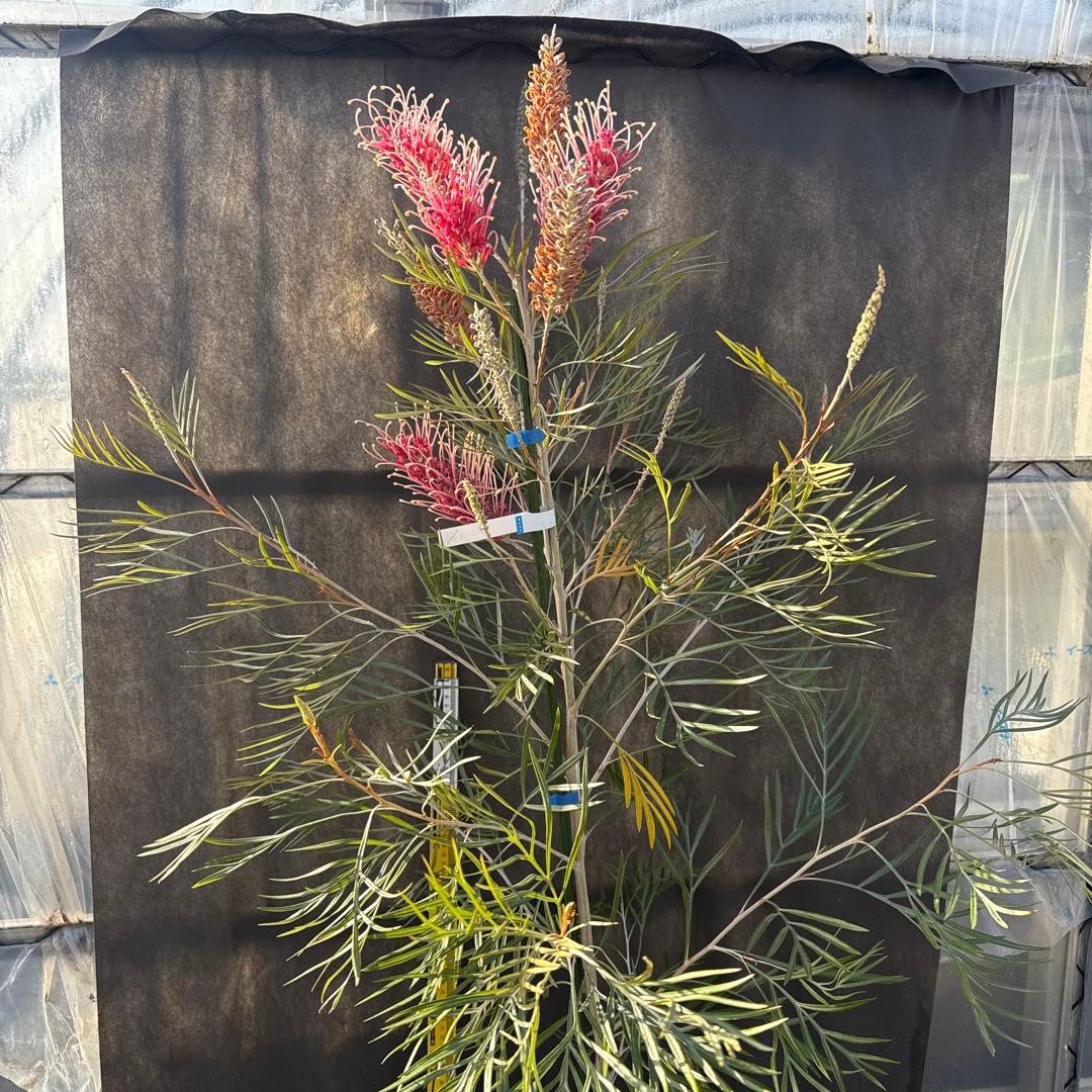 【花芽付き・大株】グレビレア ピンクサプライズ 7号鉢 高さ約180cm 希少