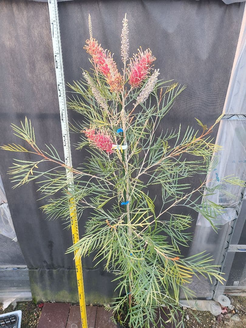 【花芽付き・大株】グレビレア ピンクサプライズ 7号鉢 高さ約180cm 希少