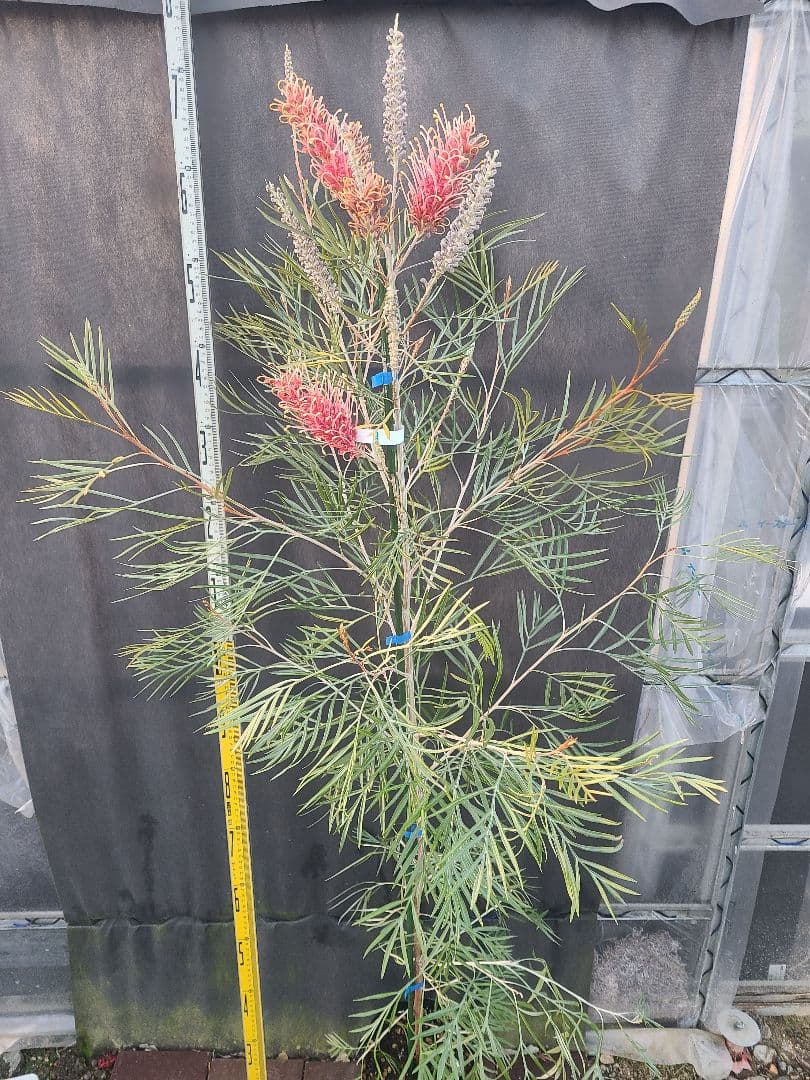 【花芽付き・大株】グレビレア ピンクサプライズ 7号鉢 高さ約180cm 希少