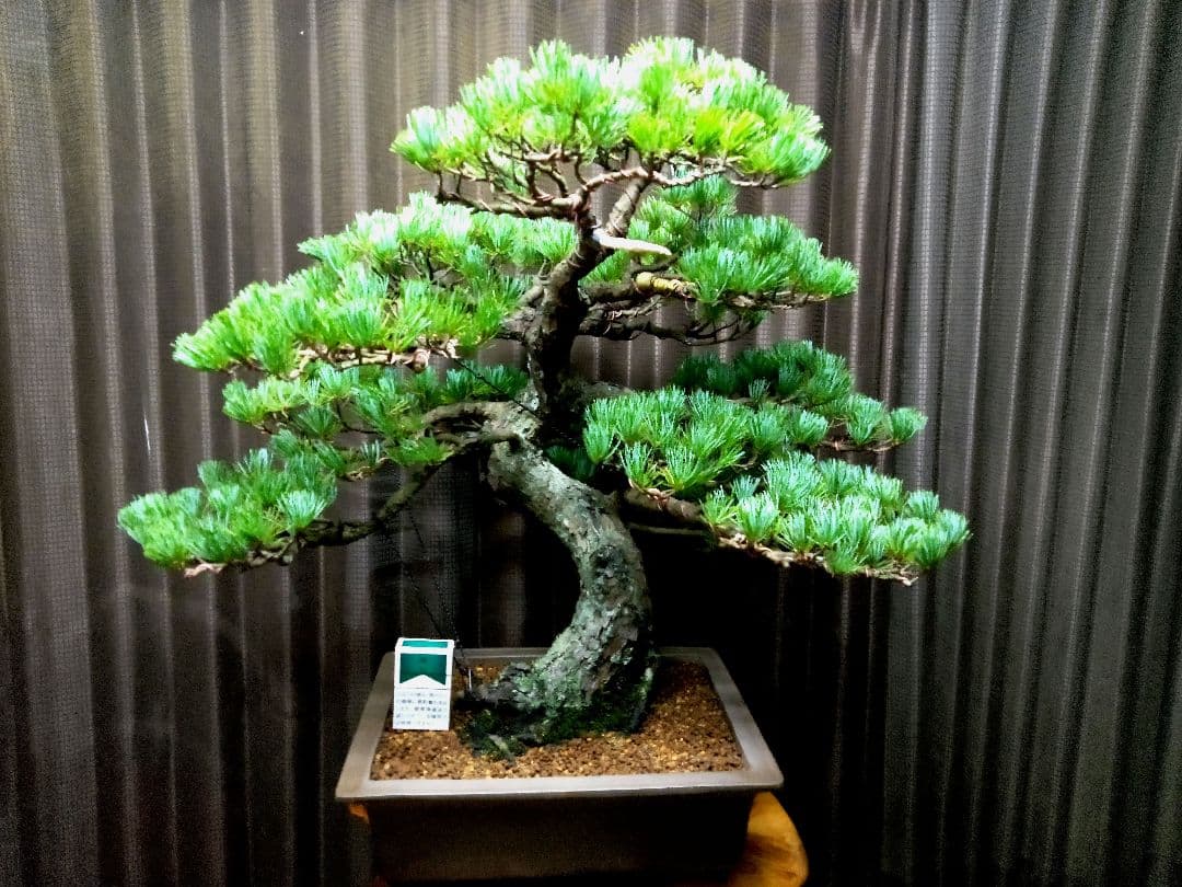 【大品 那須五葉松盆栽】 　　　ルパンヒデロウ様、専用