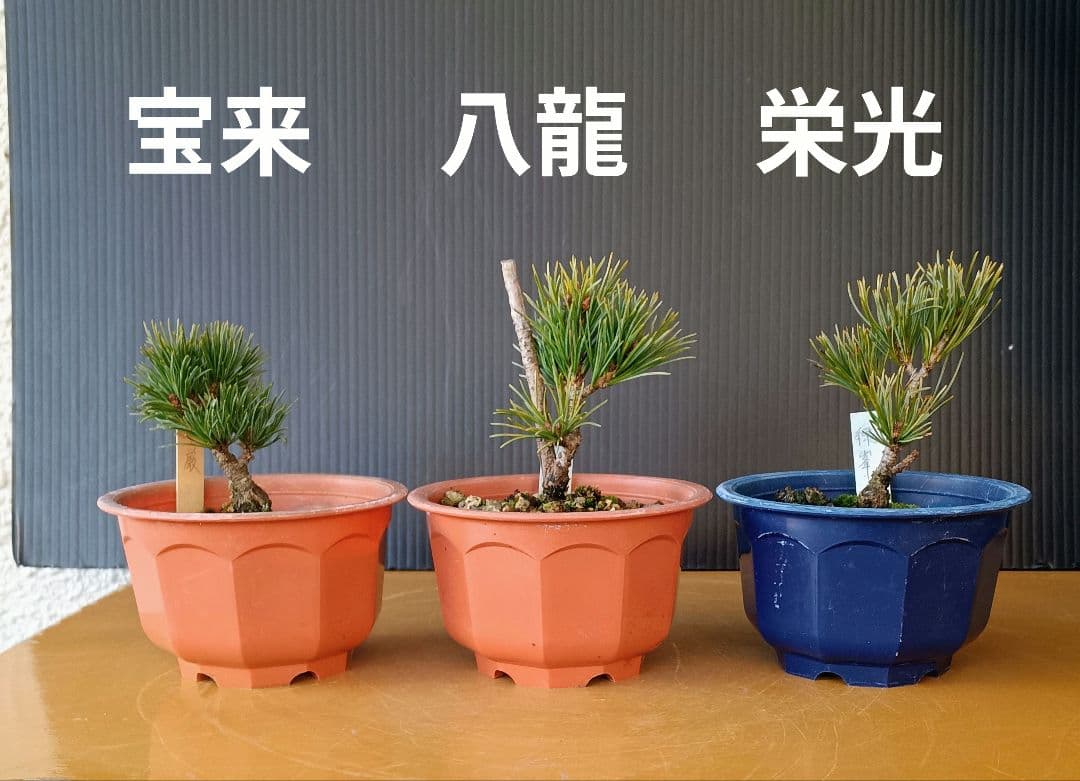 八房五葉松セット 10鉢