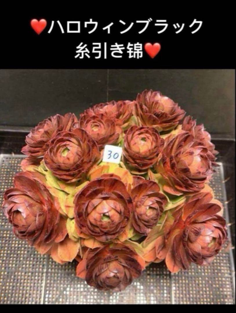 76#アエオニウム錦❤️ハロウィンブラック糸引き锦❤️12大頭10小頭36cm钵土付