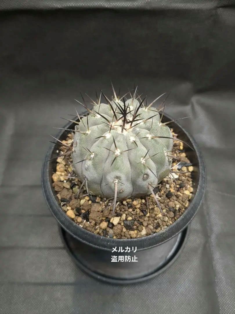 現地球　輸入株　カキコ　Copiapoa　コピアポア シネレア　黒王丸