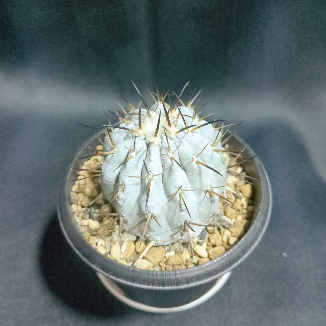 現地球　輸入株　カキコ　Copiapoa　コピアポア シネレア　黒王丸