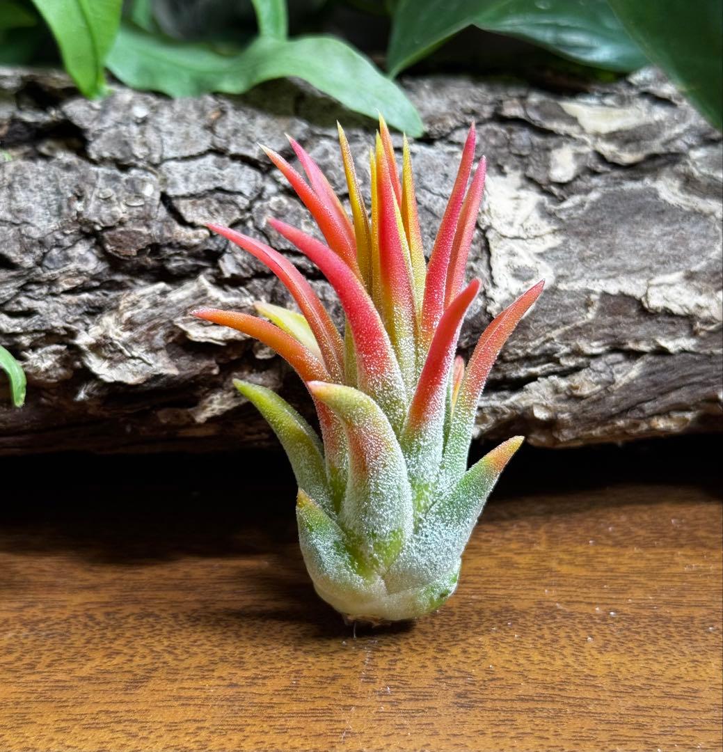 チランジア　マヤントーテムポール