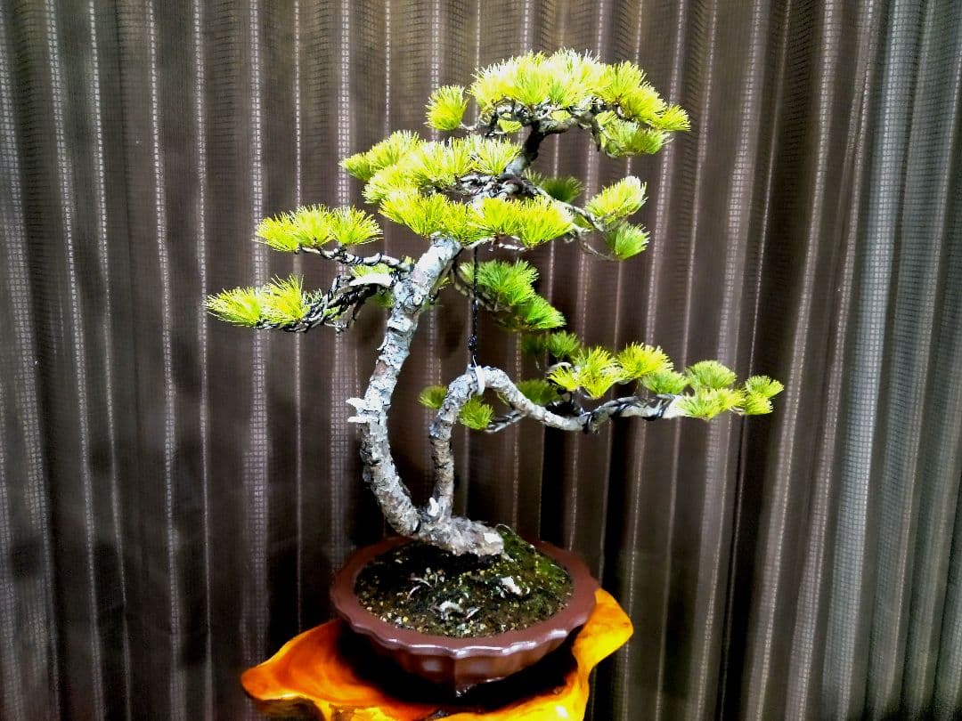 【樹高57㎝ 五葉松盆栽】　　　　⭕展示会用…(11枚目)❗