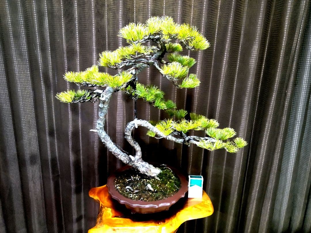 【樹高57㎝ 五葉松盆栽】　　　　⭕展示会用…(11枚目)❗