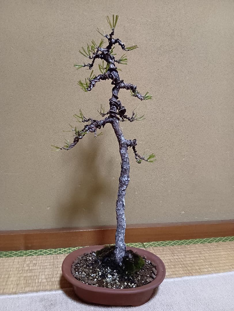 黒松文人盆‼️値下げ‼️