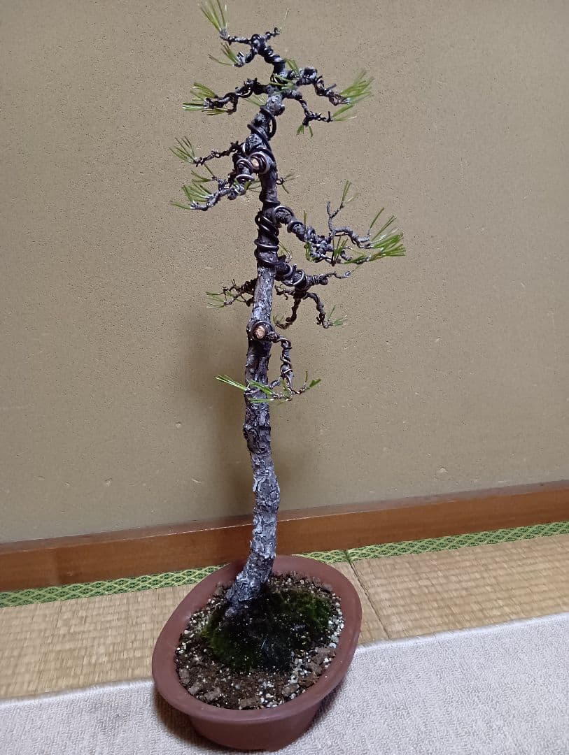 黒松文人盆‼️値下げ‼️