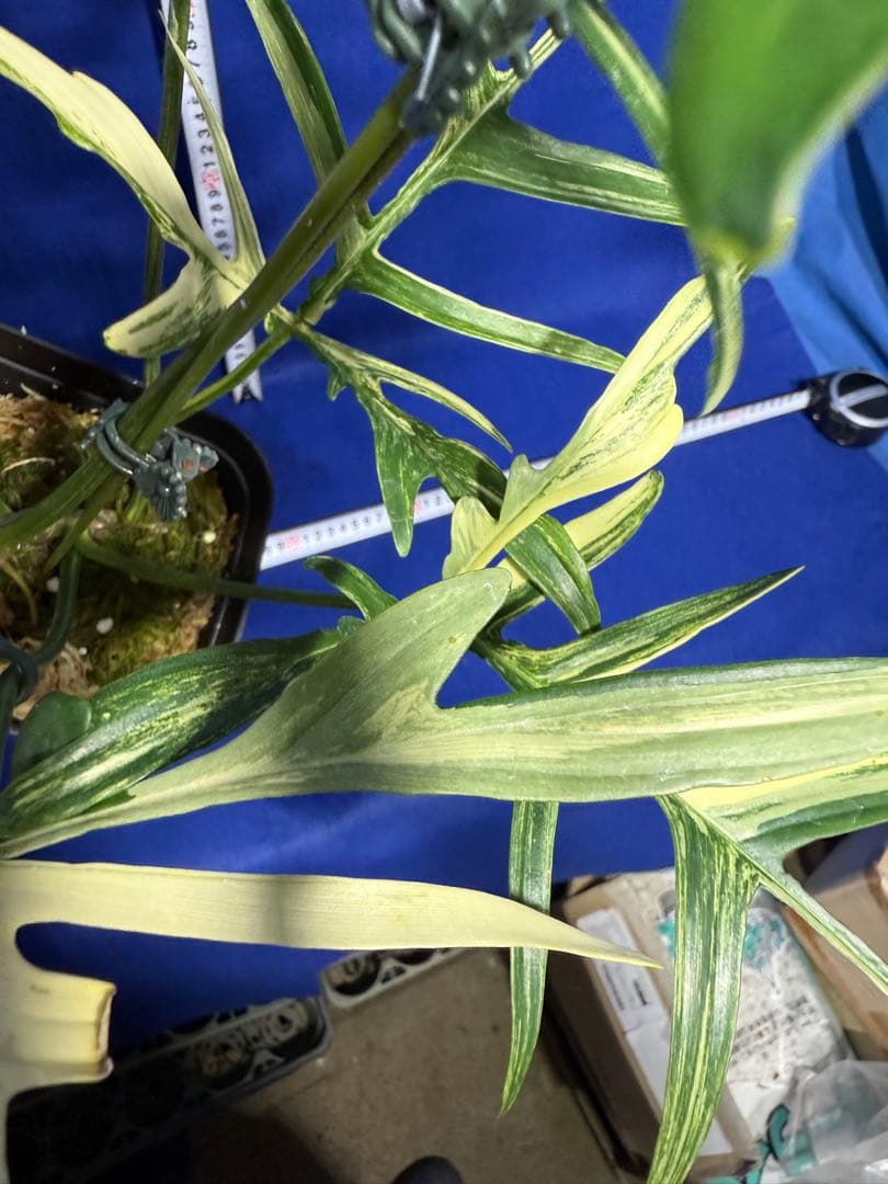 902 斑入P.(polypodioides x Florida Beauty)