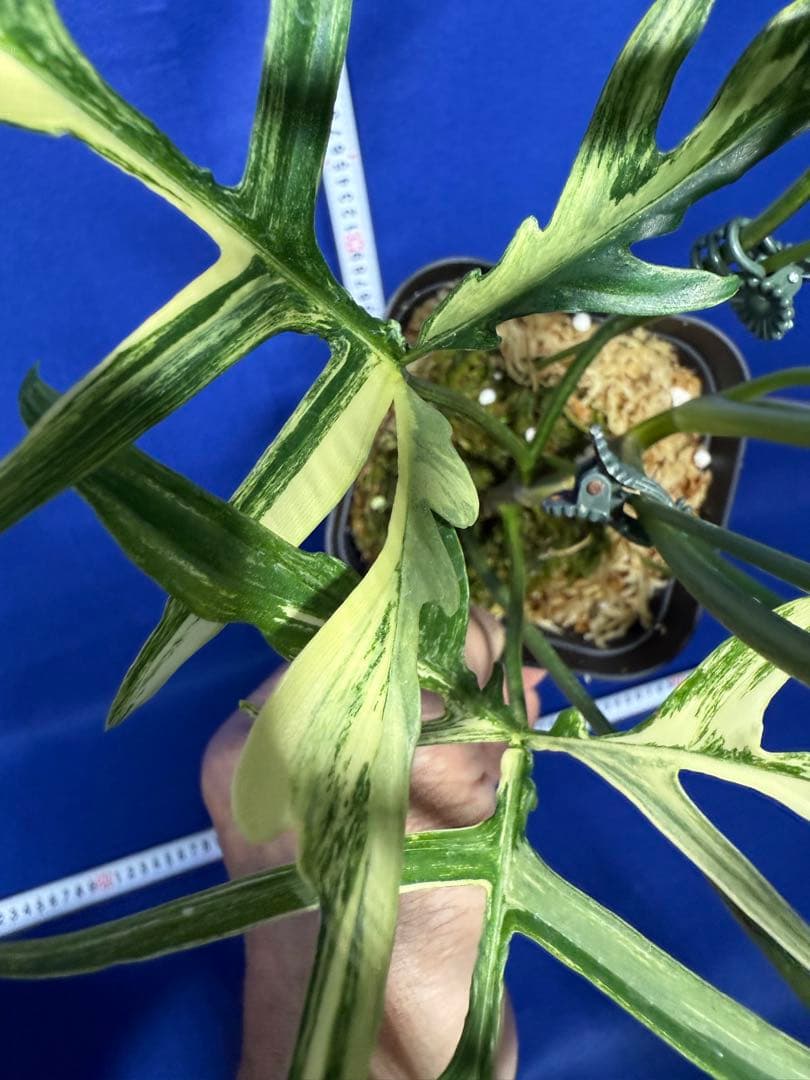 902 斑入P.(polypodioides x Florida Beauty)