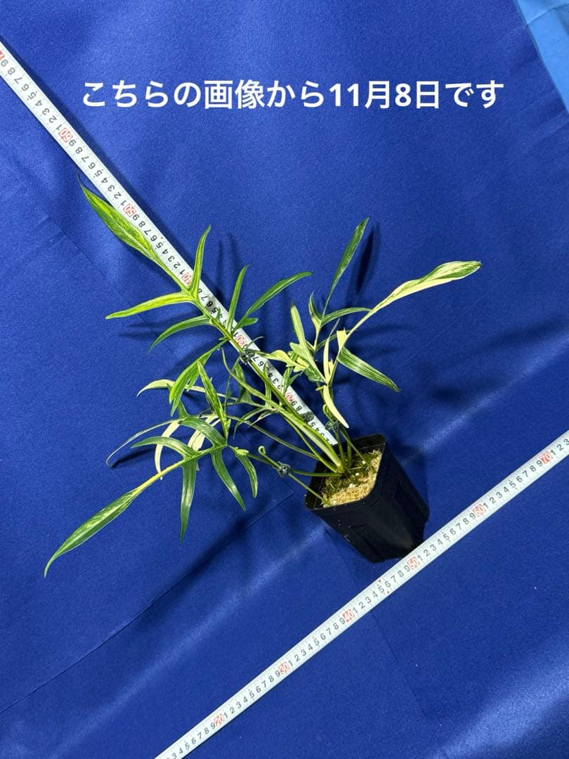 902 斑入P.(polypodioides x Florida Beauty)