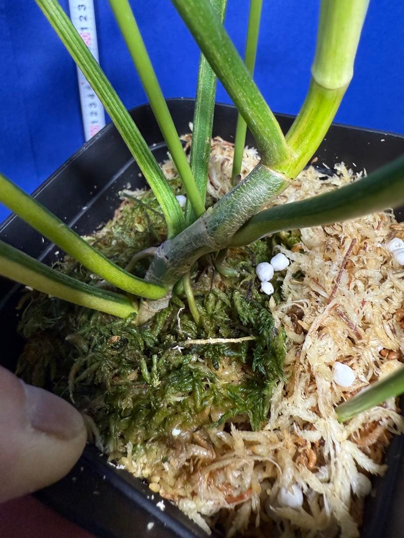 902 斑入P.(polypodioides x Florida Beauty)