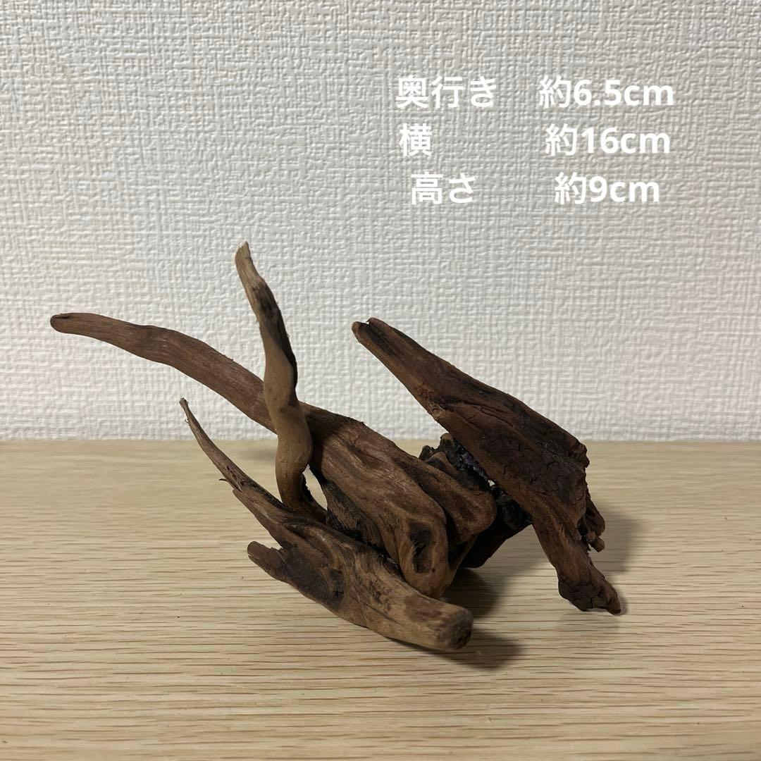 一点もの マングローブ９点まとめ売り✨レイアウト アクアリウム イモリウム 流木