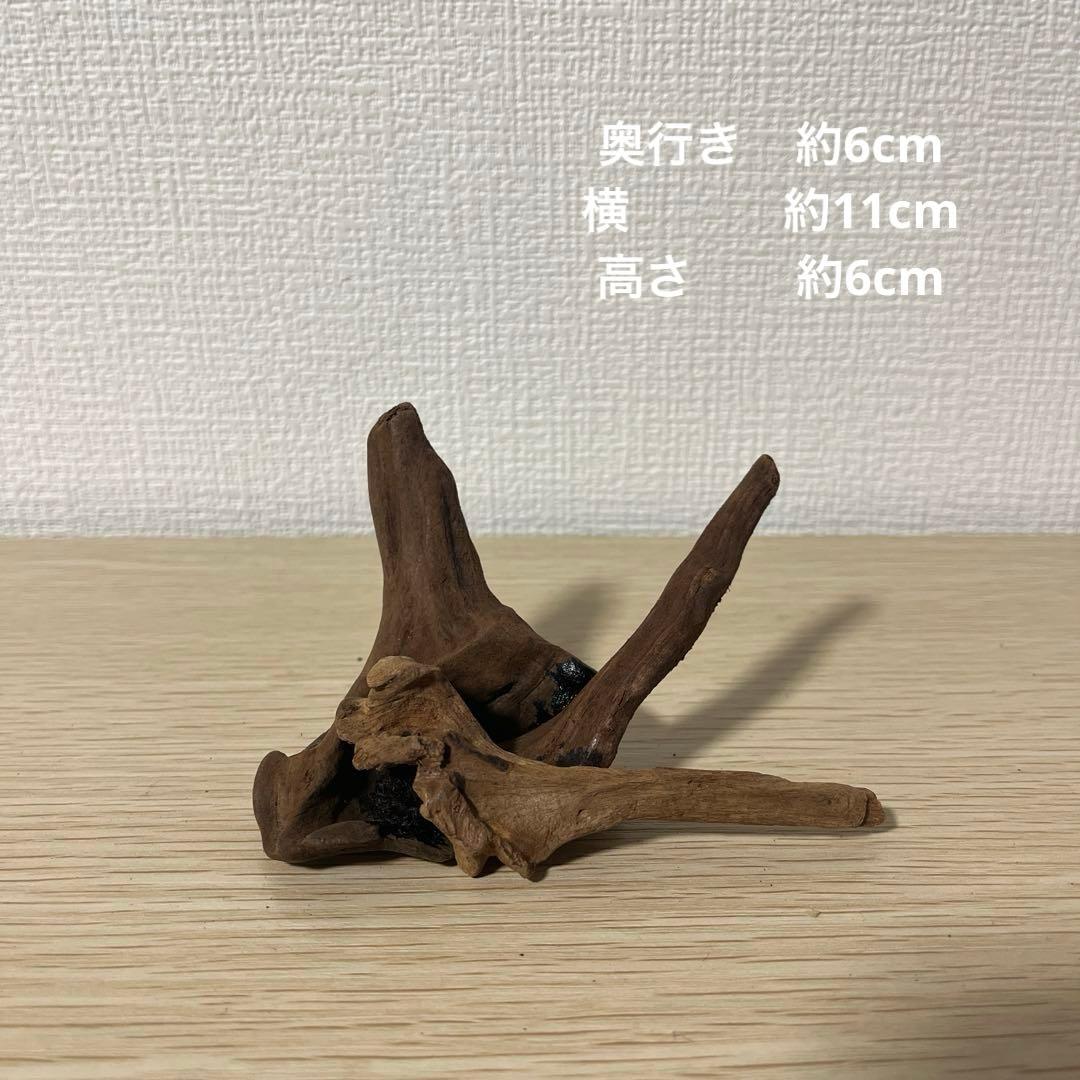 一点もの マングローブ９点まとめ売り✨レイアウト アクアリウム イモリウム 流木