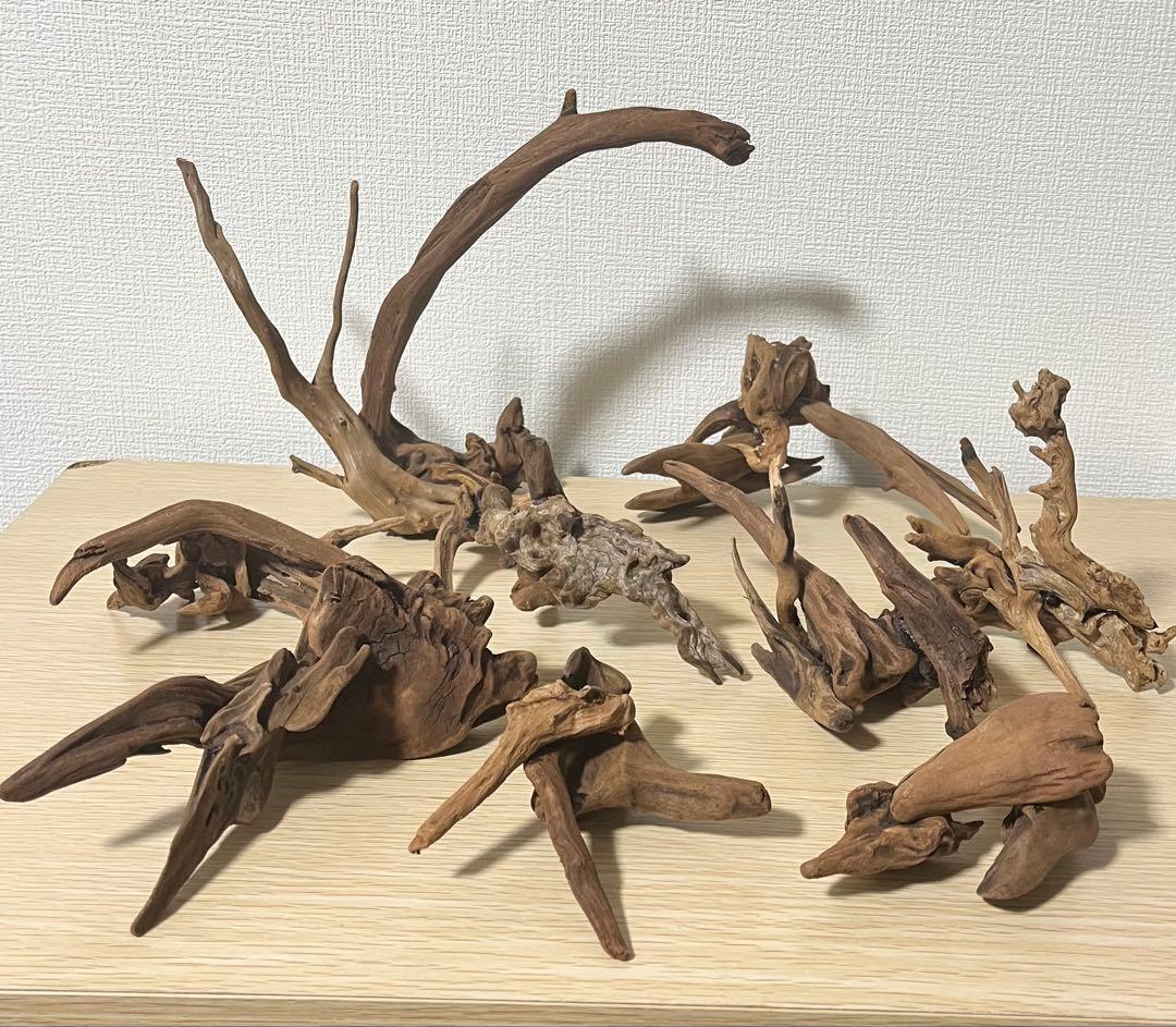 一点もの マングローブ９点まとめ売り✨レイアウト アクアリウム イモリウム 流木