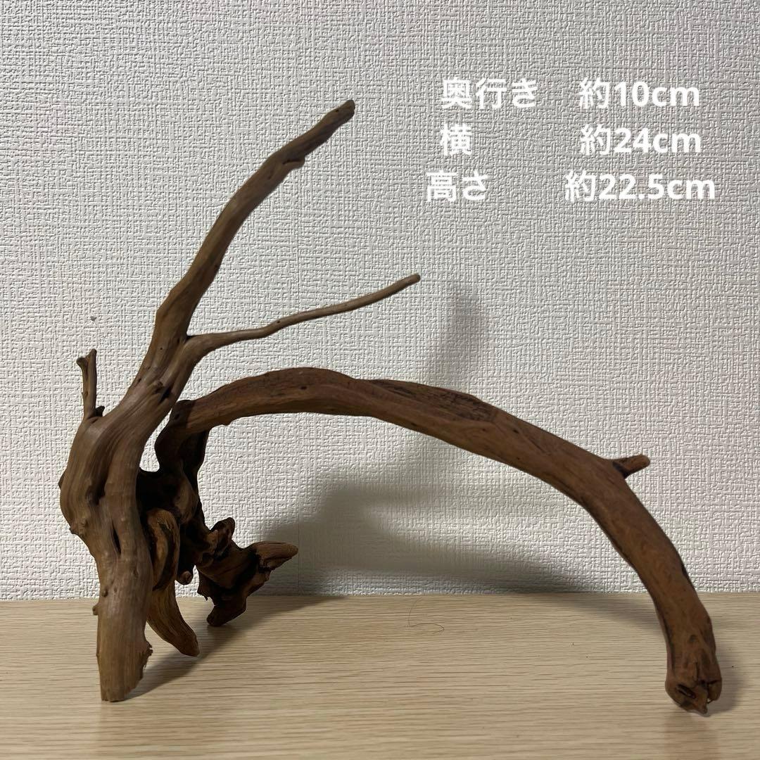 一点もの マングローブ９点まとめ売り✨レイアウト アクアリウム イモリウム 流木