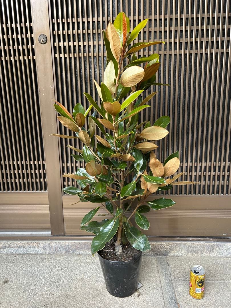 常緑タイサンボク　リトルジェム 接木株 樹形のきれいな極上の仕上がり品