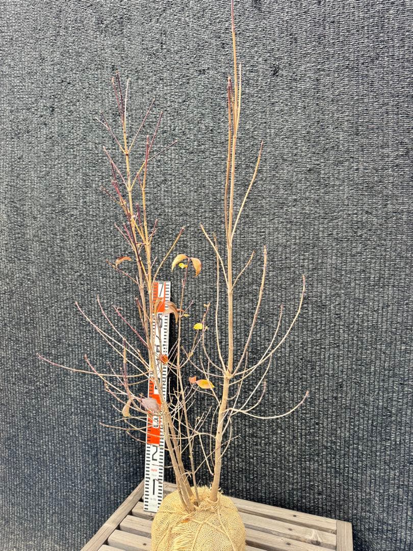 ヤマボウシ　株立ち　【品番3493】