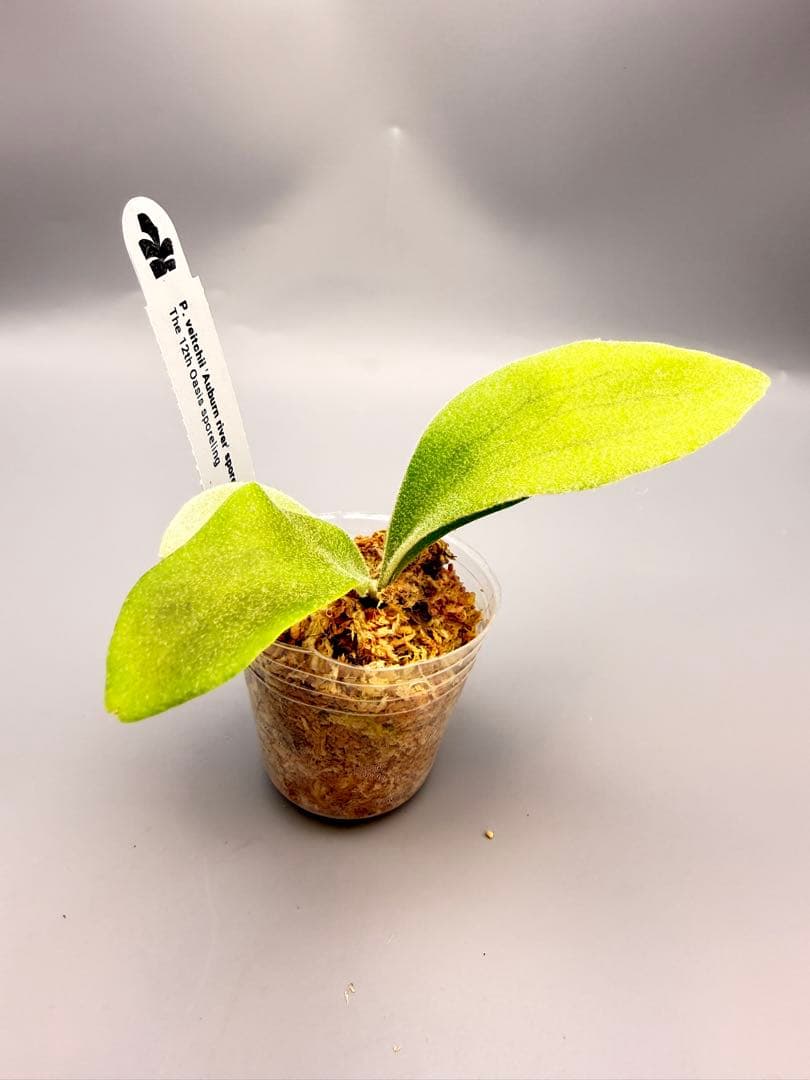 ビカクシダP.Veitchii Auburn  spore#3