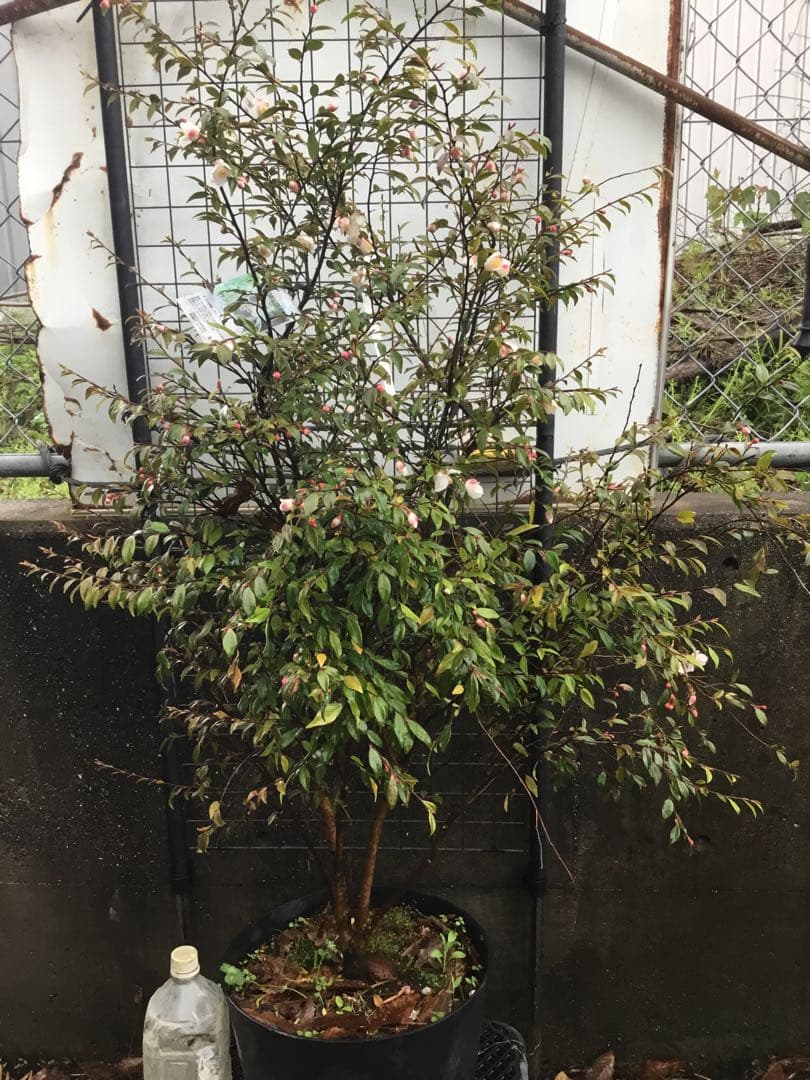 カメリアエリナ　１10センチ