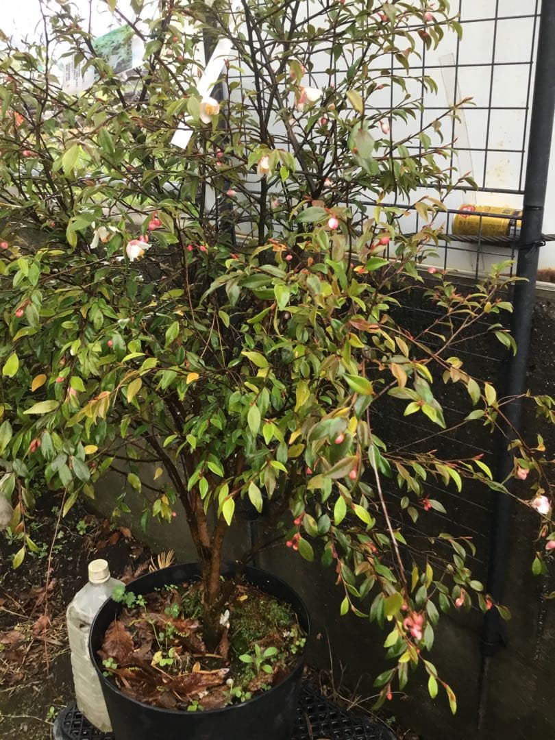 カメリアエリナ　１10センチ