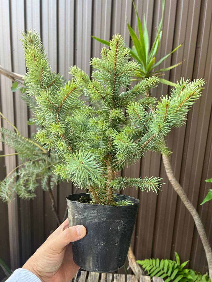 【タイムセール】ピセア・プンゲンス / 2頭 レア コロラドトウヒ 針葉樹