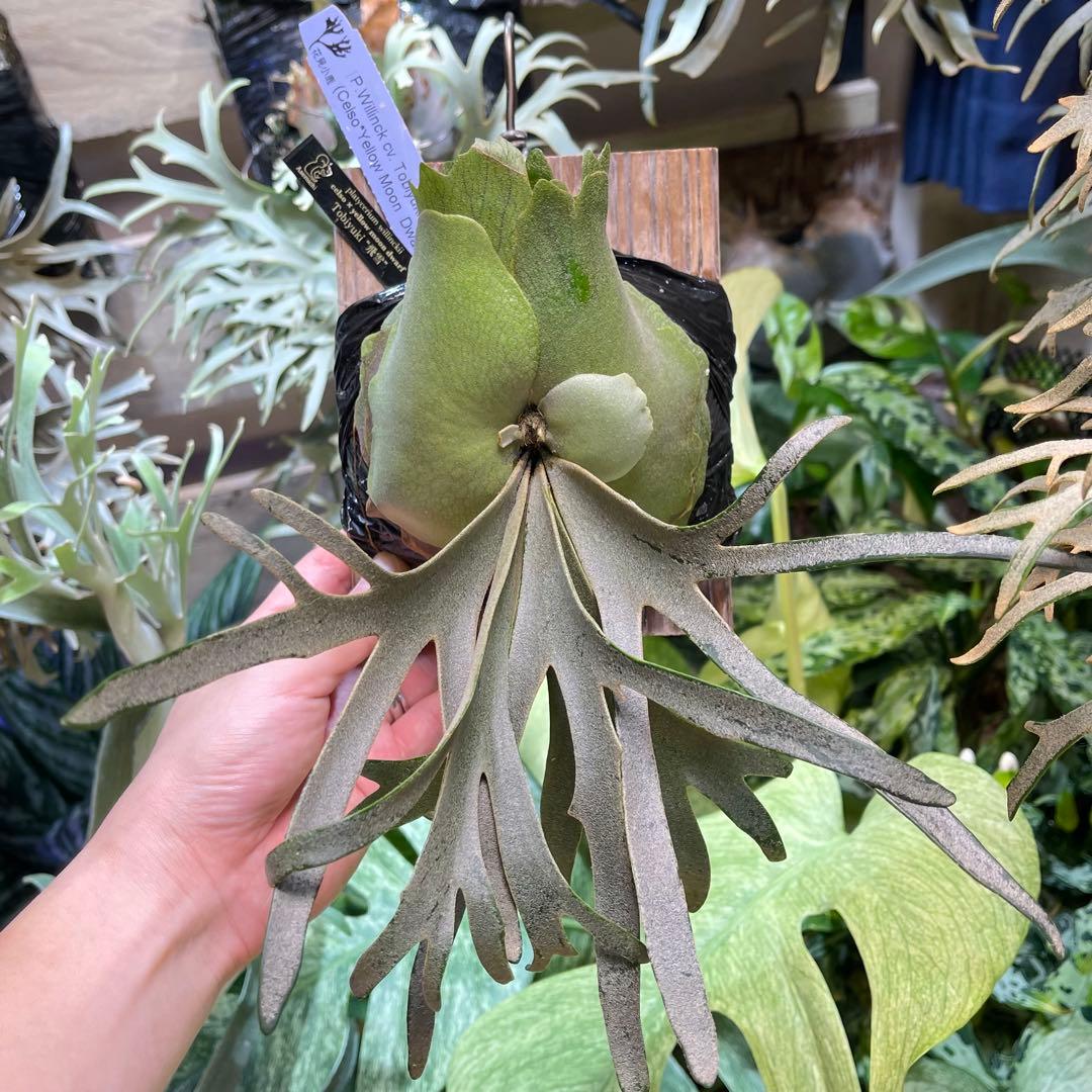 willinckii celso × yellow moon dwarf 飛雪