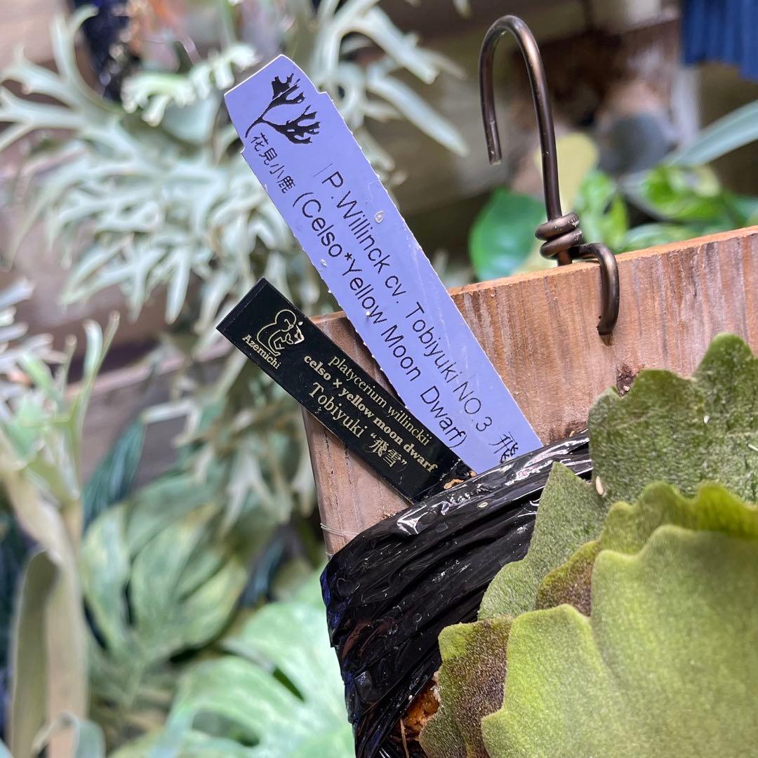 willinckii celso × yellow moon dwarf 飛雪