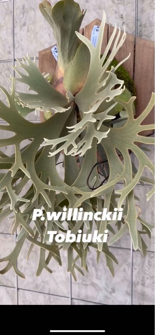 willinckii celso × yellow moon dwarf 飛雪