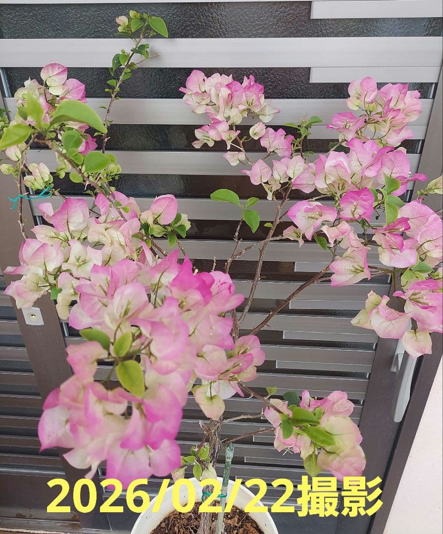 ブーゲンビリア　No95 らくらくメルカリ便発送‼️