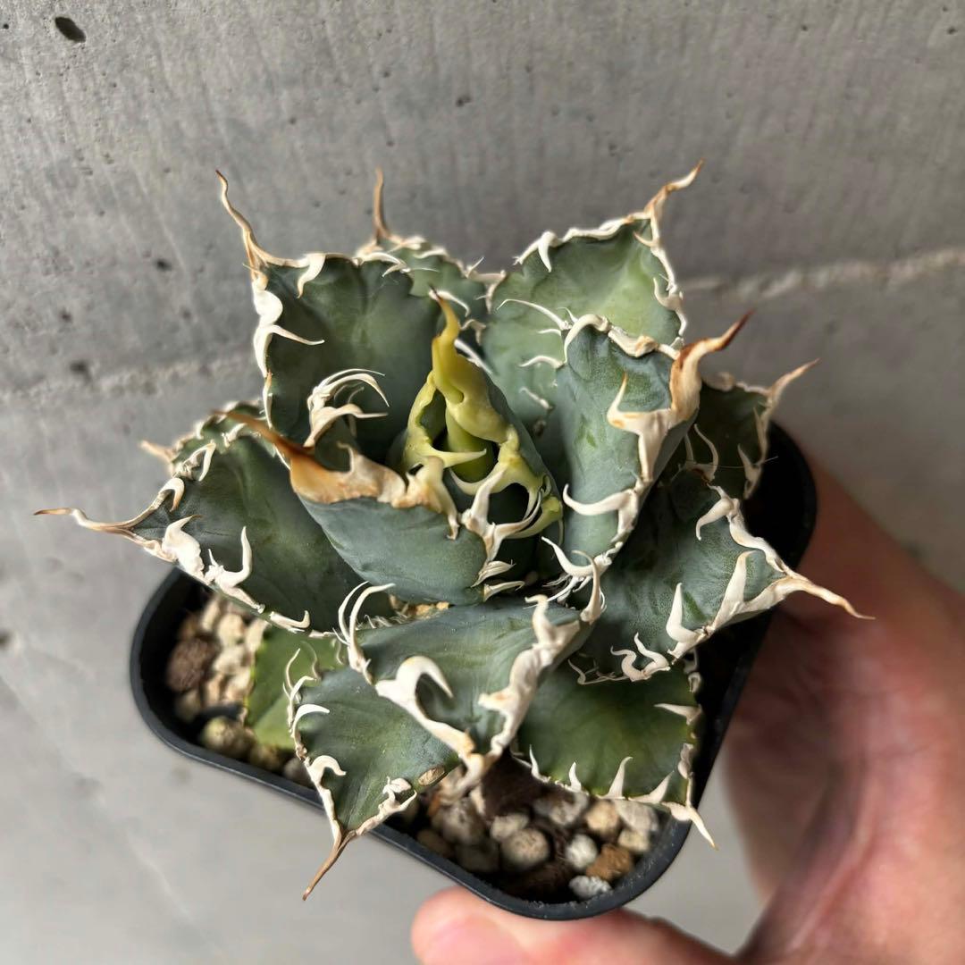 アガベ　オテロイ　実生　選抜株