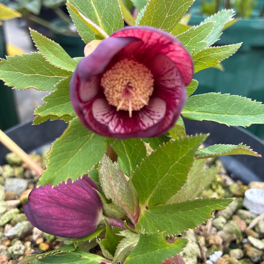 クリスマスローズ　レッドネオン　６寸 優良株