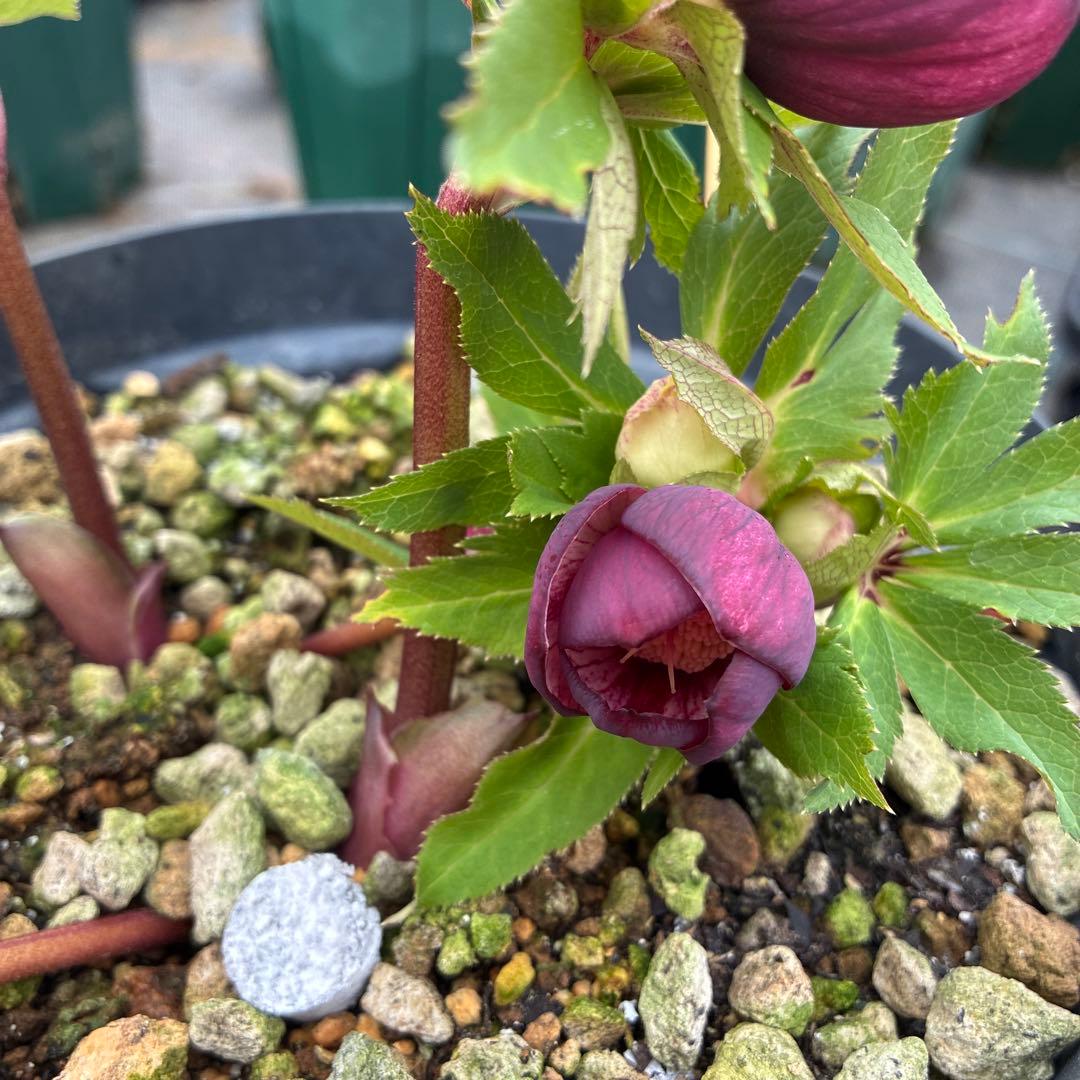 クリスマスローズ　レッドネオン　６寸 優良株