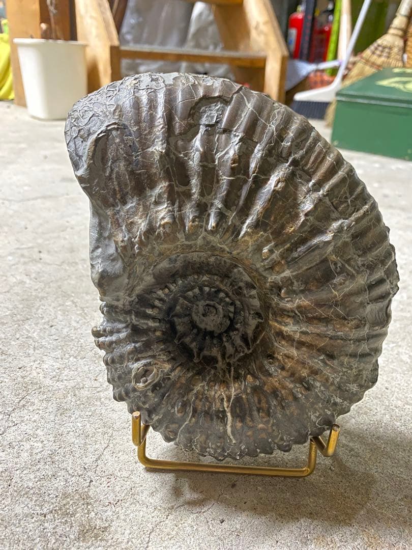 アンモナイト化石 約16cm