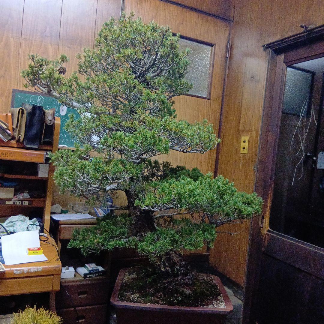 瑞祥か九重松（幹根元直径約15センチ）盆栽持ち込み古い