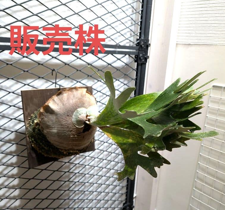 【値下げ交渉可】ビカクシダ／P.celso／セルソタツタ／中株