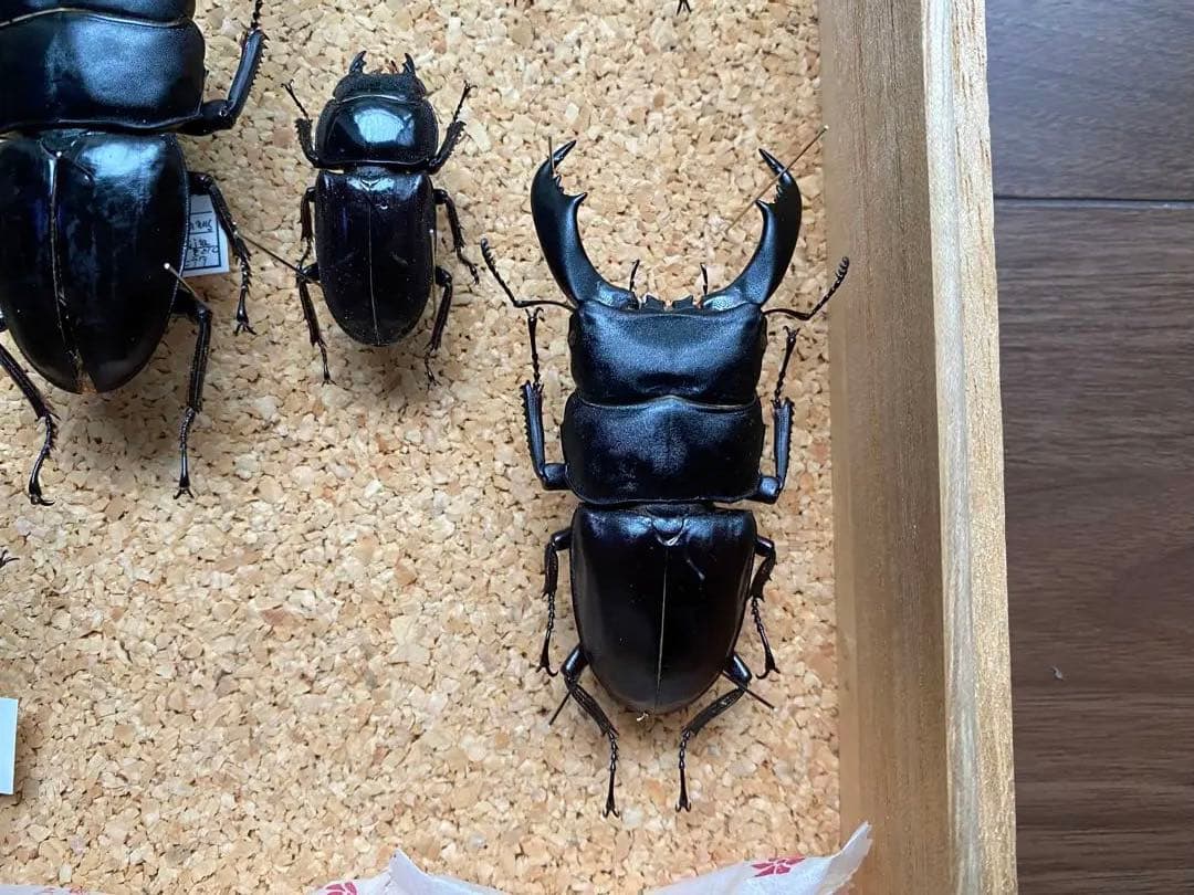 クワガタ多数　大型標本