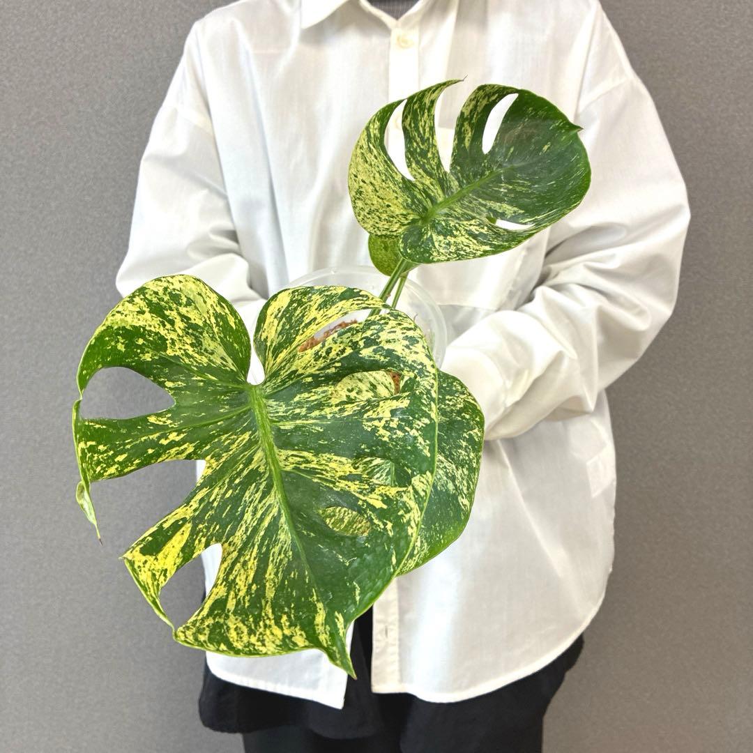 超超絶希少❗️モンステラ　デリシオーサ　サイアムミント　\