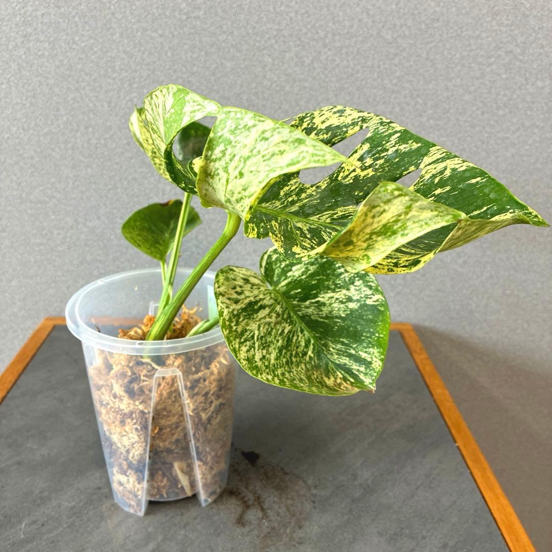 超超絶希少❗️モンステラ　デリシオーサ　サイアムミント　\"Siam mint\"✨