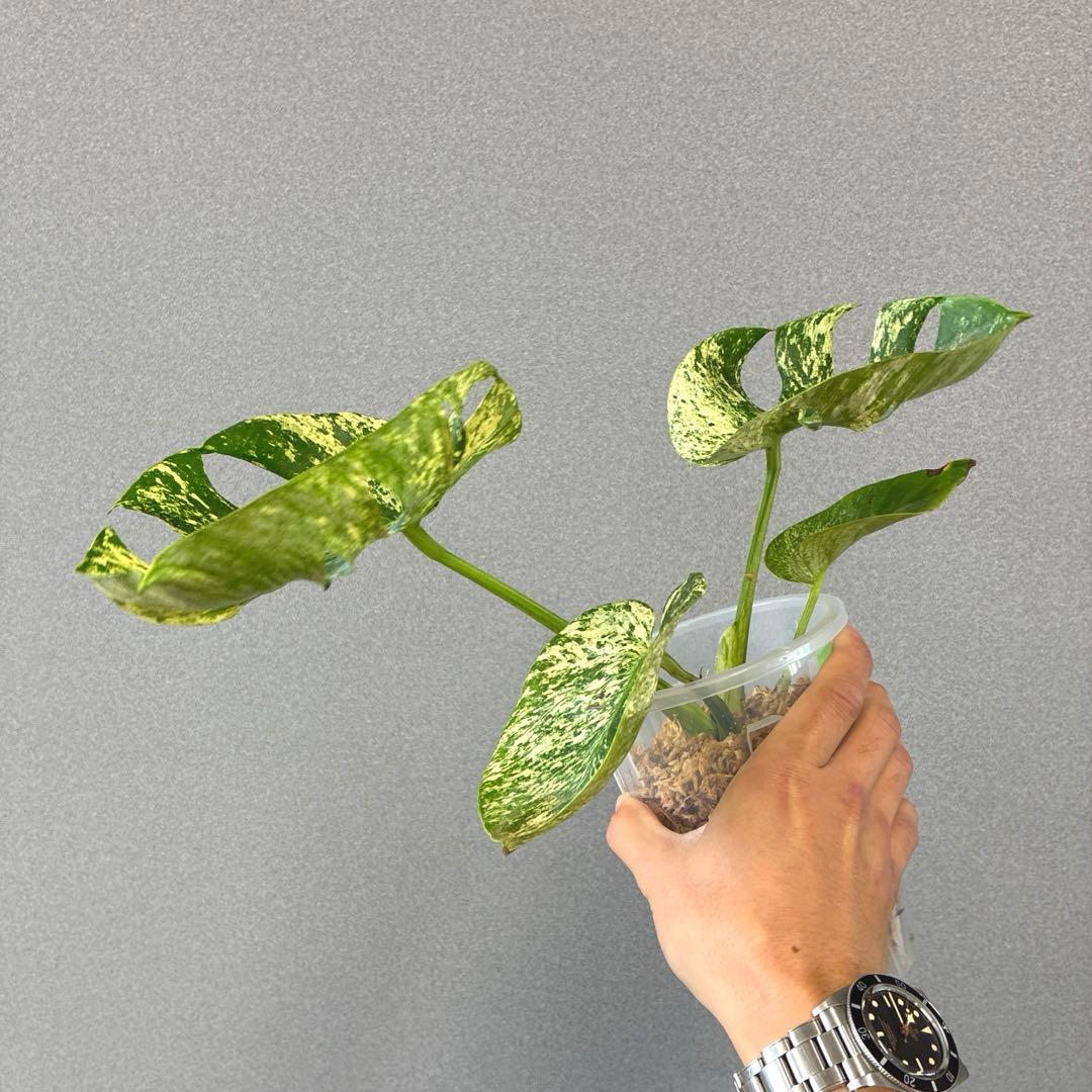超超絶希少❗️モンステラ　デリシオーサ　サイアムミント　\"Siam mint\"✨