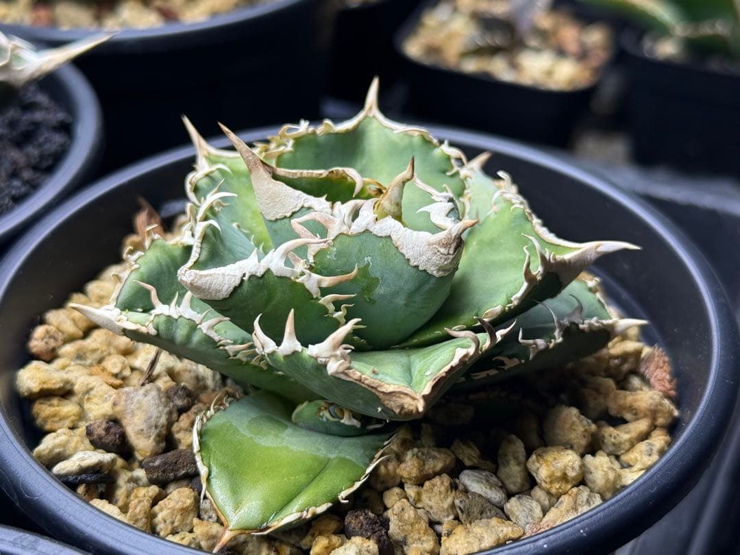 アガベ チタノタ　ivory W.A.