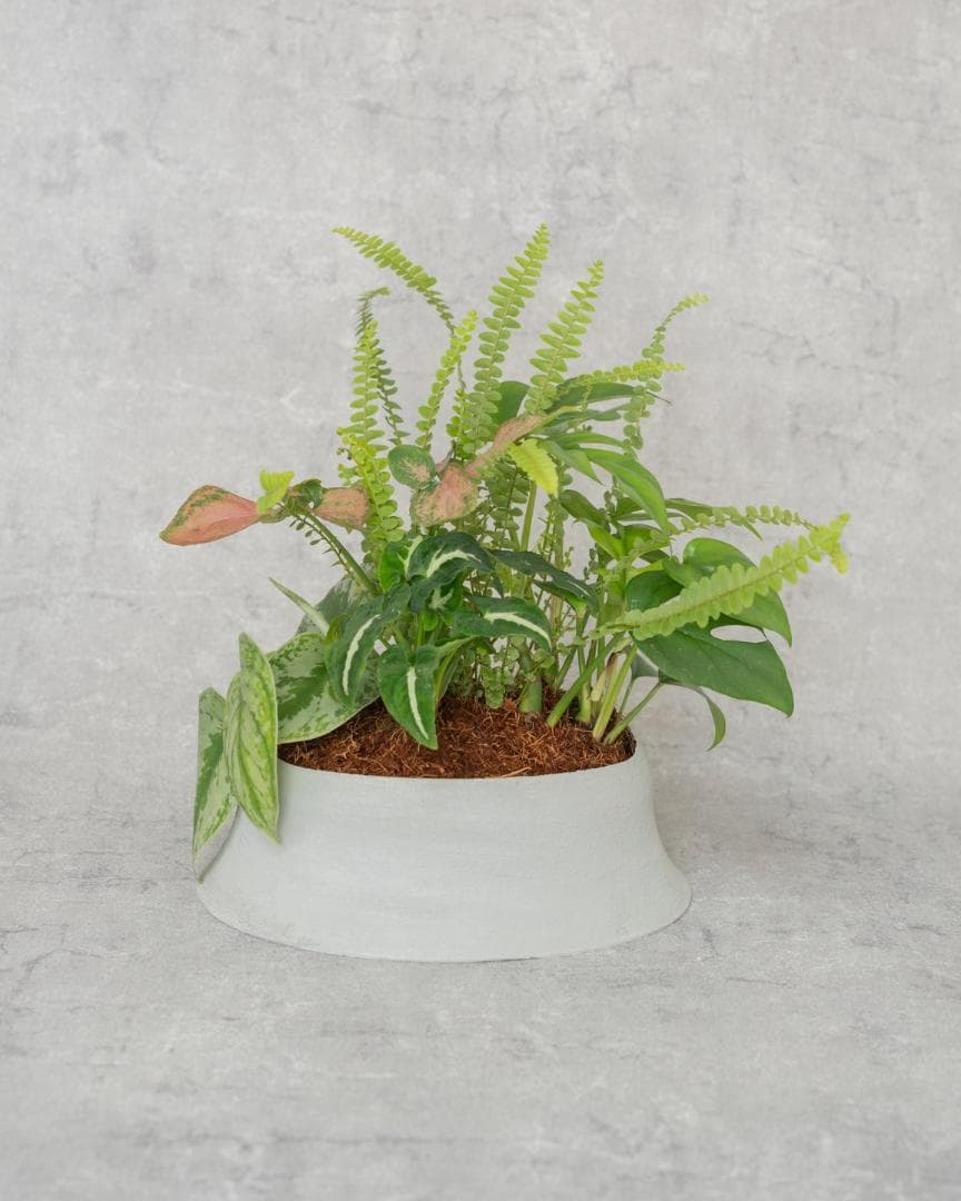 [期間限定SALE][鉢セット販売]水が好きな植物セット_Rain (1点限り)