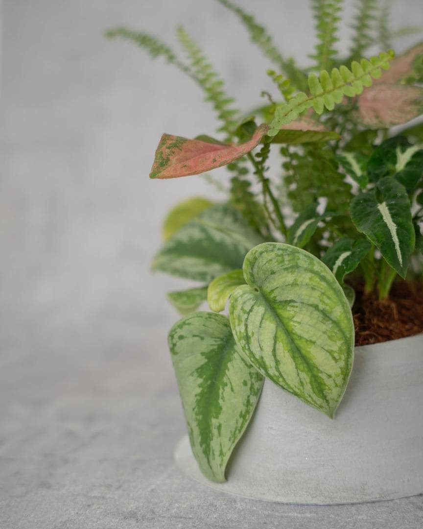 [鉢セット販売]水が好きな植物セット_Rain (1点限り)