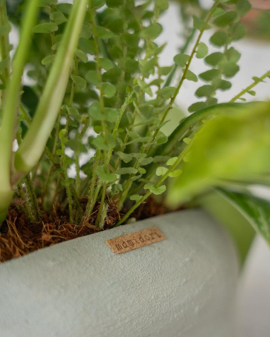 [鉢セット販売]水が好きな植物セット_Rain (1点限り)